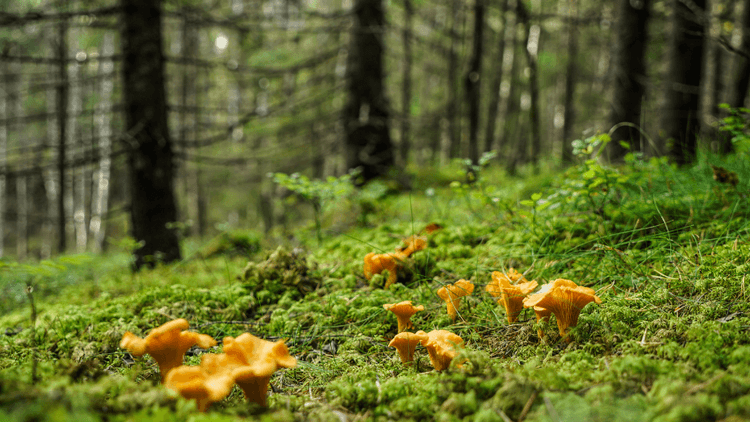 Champignons dans une forêt humide