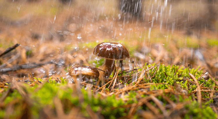 Champignons poussant après la pluie