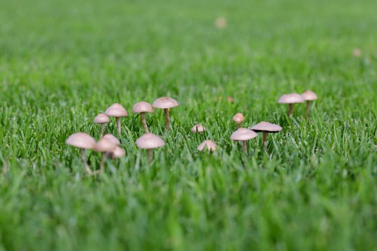Champignons poussant dans une prairie