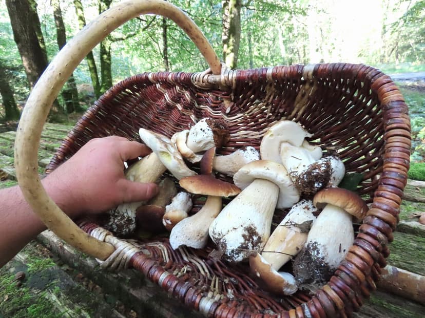 Assortiment de champignons typiques de Bretagne dans un panier en osier