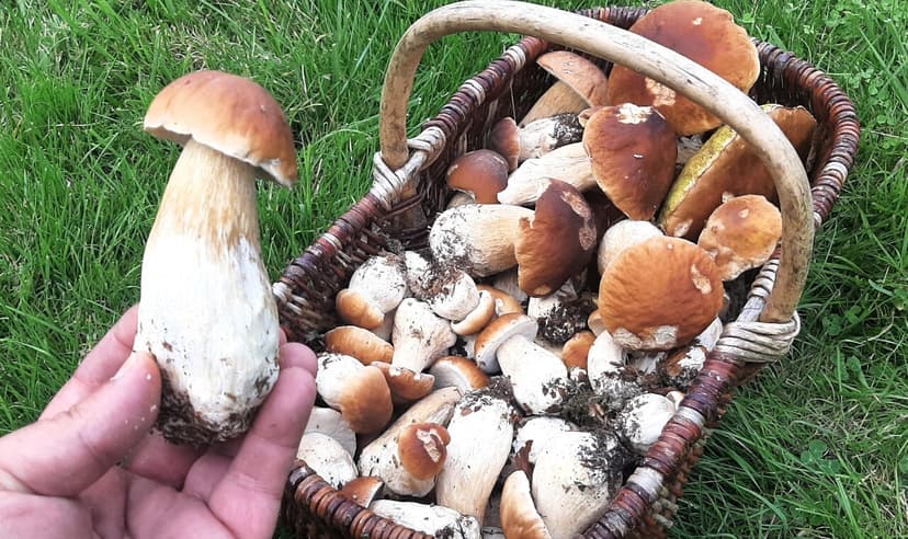 champignon dans un panier