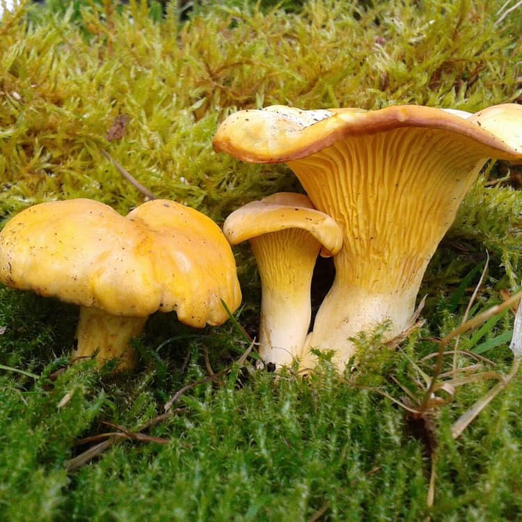 Bouquet de girolles dorées sous sapin, paysage volcan