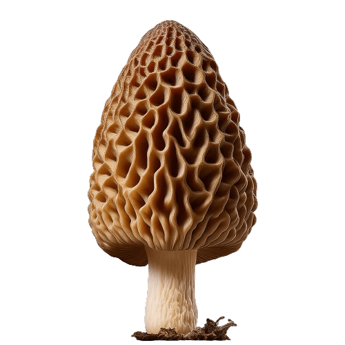 Morilles coniques dans prairie alpine